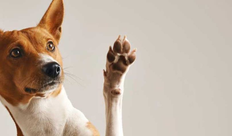 banner-1200x480px-adoçao