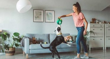 Banner-800x533px-pet-em-casa