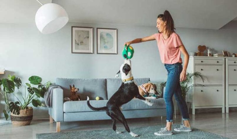 Banner-800x533px-pet-em-casa