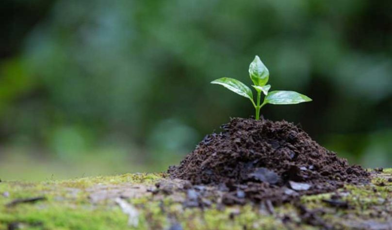 banner-800x533px-planta