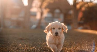 banner-800x533px-playlist-mercado-pet