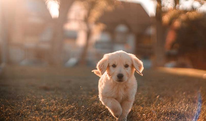 banner-800x533px-playlist-mercado-pet