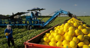 Safra de frutas do Ceará deve superar 2 milhões de toneladas em 2026