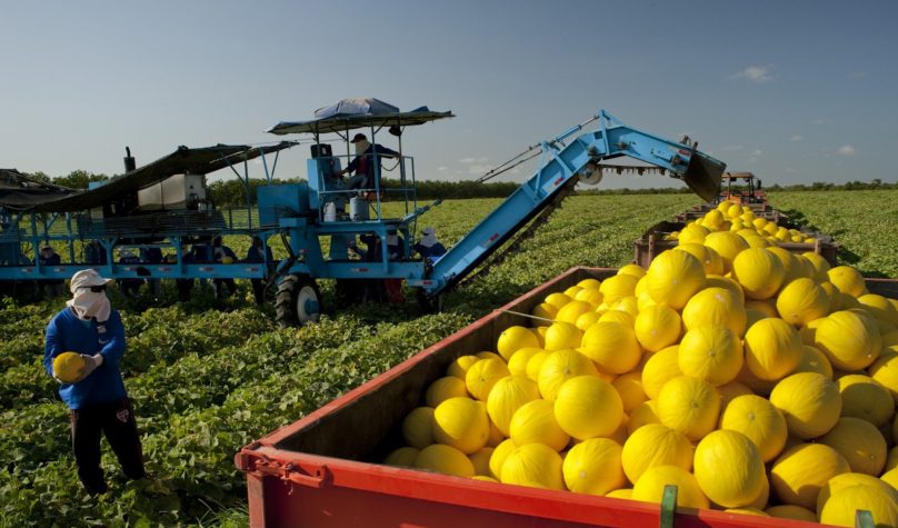 Safra de frutas do Ceará deve superar 2 milhões de toneladas em 2026