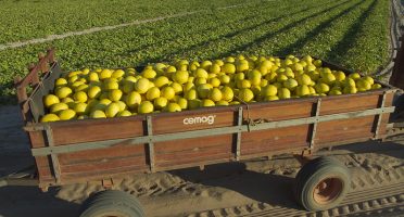 Agro do Ceará cresce quase o dobro da média nacional e acumula cinco trimestres de alta