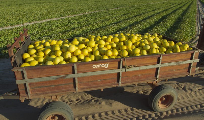 Agro do Ceará cresce quase o dobro da média nacional e acumula cinco trimestres de alta